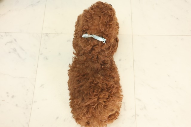 京都府のトイプードル(トイ) (Coo&RIKU舞鶴店/2025年5月14日生まれ/男の子/レッド)の子犬の4枚目の画像