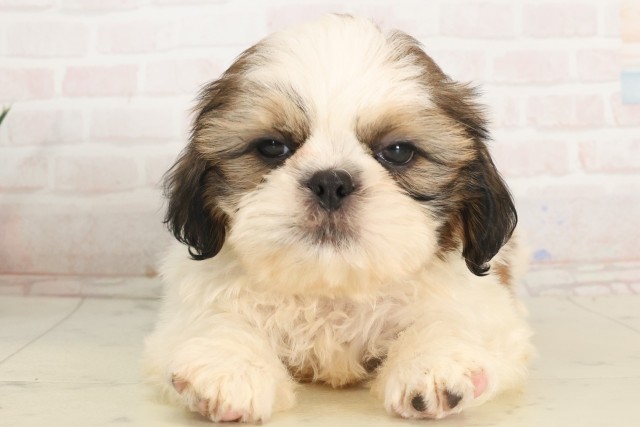 滋賀県のシーズー (Coo&RIKU長浜店/2025年5月17日生まれ/男の子/ホワイトゴールド)の子犬の1枚目の画像