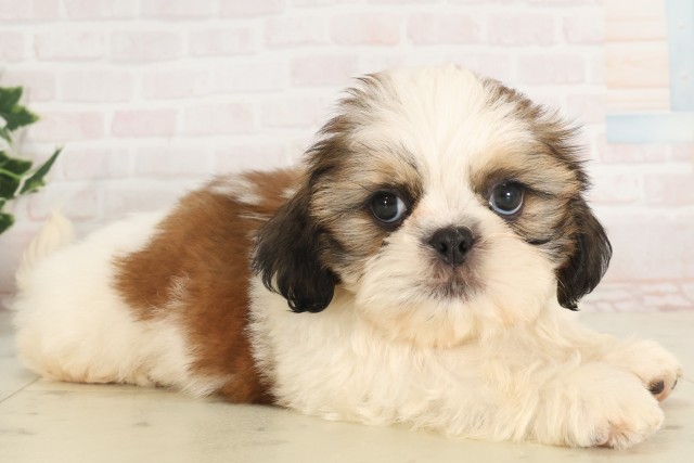 滋賀県のシーズー (Coo&RIKU長浜店/2025年5月17日生まれ/男の子/ホワイトゴールド)の子犬の2枚目の画像