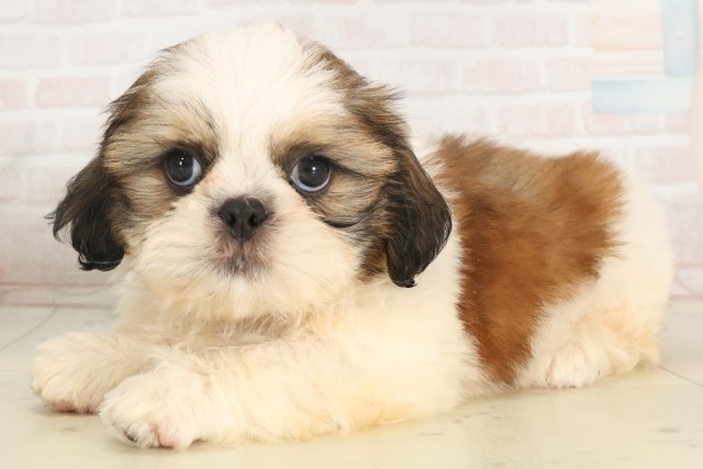滋賀県のシーズー (Coo&RIKU長浜店/2025年5月17日生まれ/男の子/ホワイトゴールド)の子犬の3枚目の画像