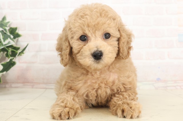 兵庫県のトイプードル(トイ) (Coo&RIKU尼崎店/2025年5月18日生まれ/男の子/クリーム)の子犬の1枚目の画像