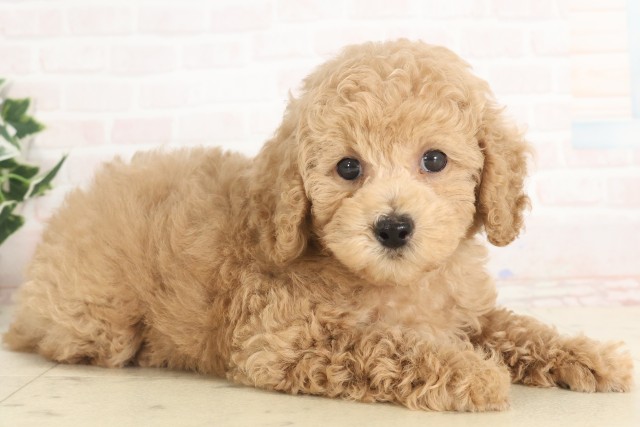 兵庫県のトイプードル(トイ) (Coo&RIKU尼崎店/2025年5月18日生まれ/男の子/クリーム)の子犬の2枚目の画像