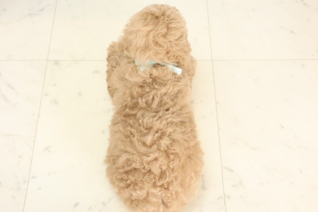 兵庫県のトイプードル(トイ) (Coo&RIKU尼崎店/2025年5月18日生まれ/男の子/クリーム)の子犬の4枚目の画像