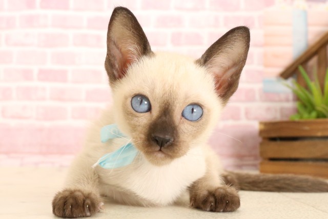 大阪府のトンキニーズ (Coo&RIKU茶屋町店/2025年5月13日生まれ/男の子/ナチュラルミンク)の子猫の1枚目の画像
