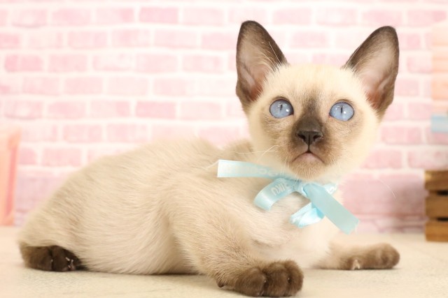 大阪府のトンキニーズ (Coo&RIKU茶屋町店/2025年5月13日生まれ/男の子/ナチュラルミンク)の子猫の2枚目の画像