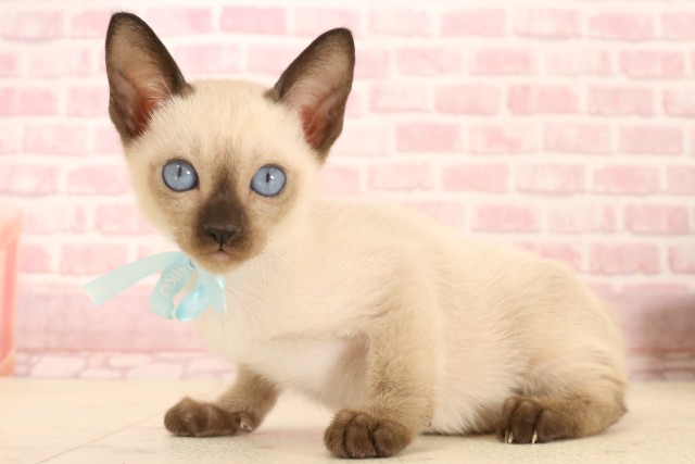 大阪府のトンキニーズ (Coo&RIKU茶屋町店/2025年5月13日生まれ/男の子/ナチュラルミンク)の子猫の3枚目の画像