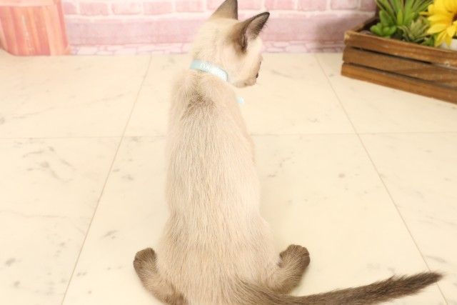 大阪府のトンキニーズ (Coo&RIKU茶屋町店/2025年5月13日生まれ/男の子/ナチュラルミンク)の子猫の4枚目の画像