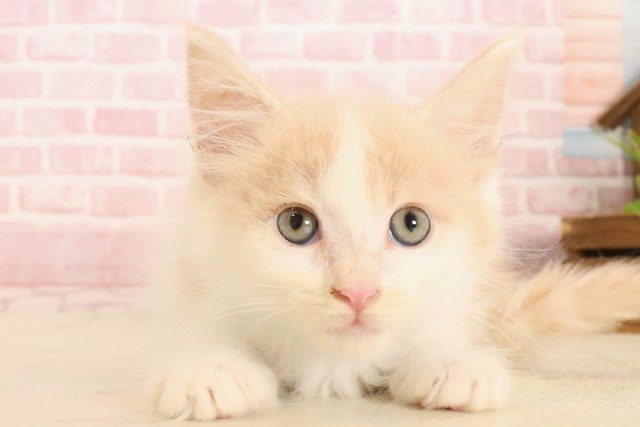 京都府のメインクーン (Coo&RIKU舞鶴店/2025年5月11日生まれ/男の子/クリームタビーホワイト)の子猫の1枚目の画像