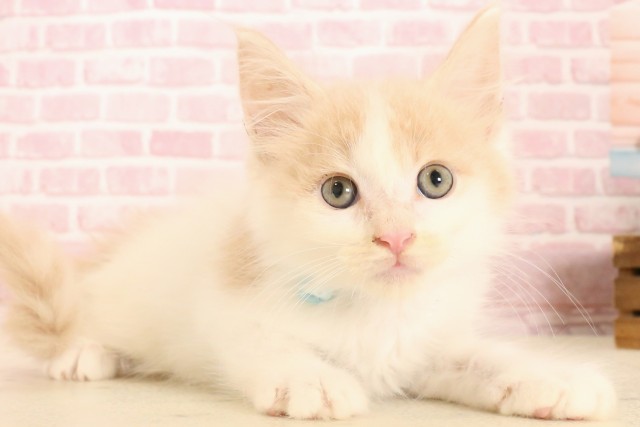 京都府のメインクーン (Coo&RIKU舞鶴店/2025年5月11日生まれ/男の子/クリームタビーホワイト)の子猫の2枚目の画像
