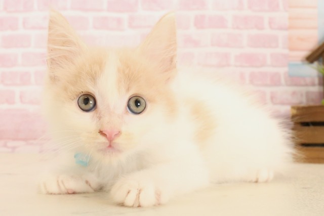 京都府のメインクーン (Coo&RIKU舞鶴店/2025年5月11日生まれ/男の子/クリームタビーホワイト)の子猫の3枚目の画像