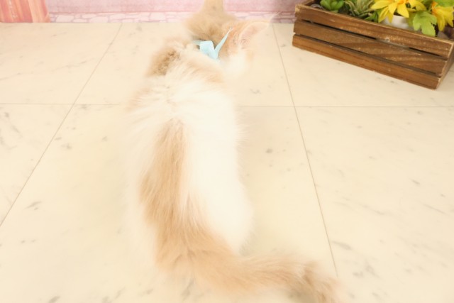 京都府のメインクーン (Coo&RIKU舞鶴店/2025年5月11日生まれ/男の子/クリームタビーホワイト)の子猫の4枚目の画像