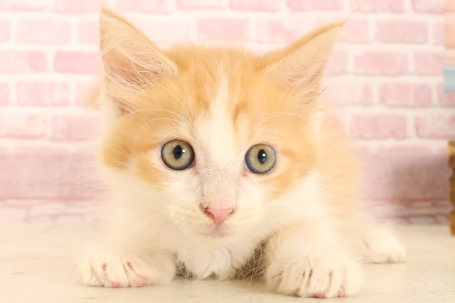 滋賀県のメインクーン (Coo&RIKU長浜店/2025年5月11日生まれ/女の子/レッドタビーホワイト)の子猫の1枚目の画像