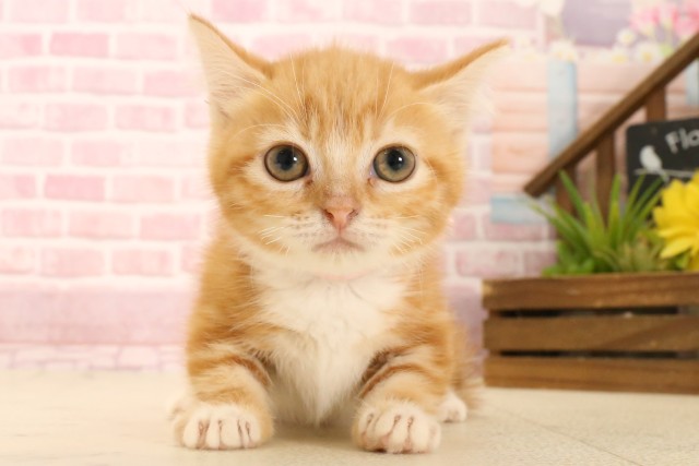 岡山県のミヌエット (Coo&RIKU岡山店/2025年5月6日生まれ/女の子/レッドタビーホワイト)の子猫の1枚目の画像
