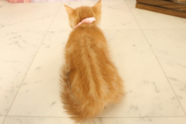 岡山県のミヌエット (Coo&RIKU岡山店/2025年5月6日生まれ/女の子/レッドタビーホワイト)の子猫の4枚目の画像