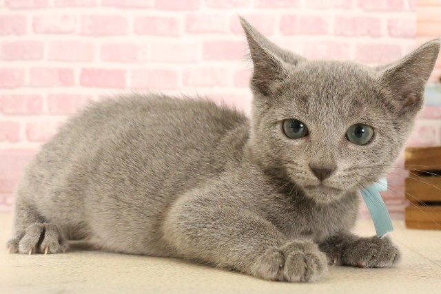 広島県のロシアンブルー (Coo&RIKU福山店/2025年4月18日生まれ/男の子/ブルー)の子猫の2枚目の画像
