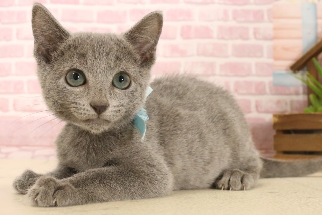 広島県のロシアンブルー (Coo&RIKU福山店/2025年4月18日生まれ/男の子/ブルー)の子猫の3枚目の画像
