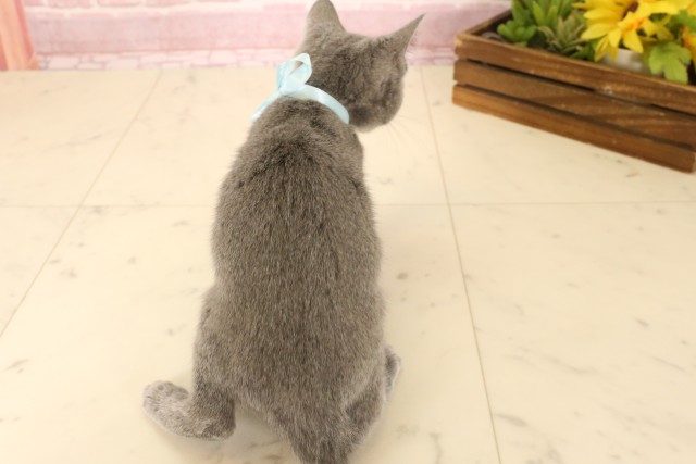 広島県のロシアンブルー (Coo&RIKU福山店/2025年4月18日生まれ/男の子/ブルー)の子猫の4枚目の画像