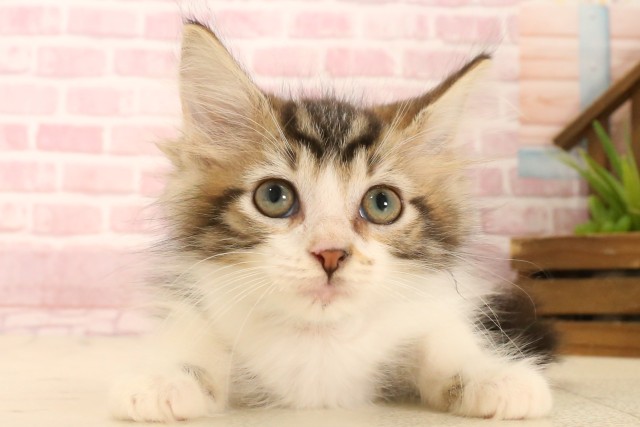 福岡県のメインクーン (Coo&RIKU行橋店/2025年5月4日生まれ/男の子/ブラウンタビーホワイト)の子猫