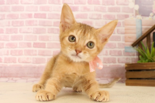 長崎県のソマリ (Coo&RIKU大村店/2025年4月19日生まれ/女の子/レッド)の子猫の1枚目の画像