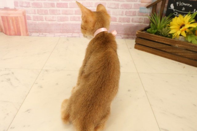 長崎県のソマリ (Coo&RIKU大村店/2025年4月19日生まれ/女の子/レッド)の子猫の4枚目の画像