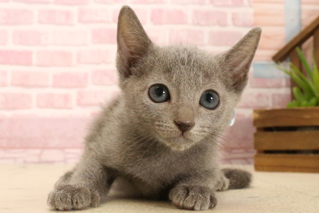 鹿児島県のロシアンブルー (Coo&RIKU鹿児島店/2025年5月4日生まれ/男の子/ブルー)の子猫の1枚目の画像