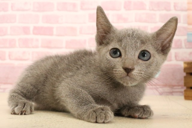 鹿児島県のロシアンブルー (Coo&RIKU鹿児島店/2025年5月4日生まれ/男の子/ブルー)の子猫の2枚目の画像