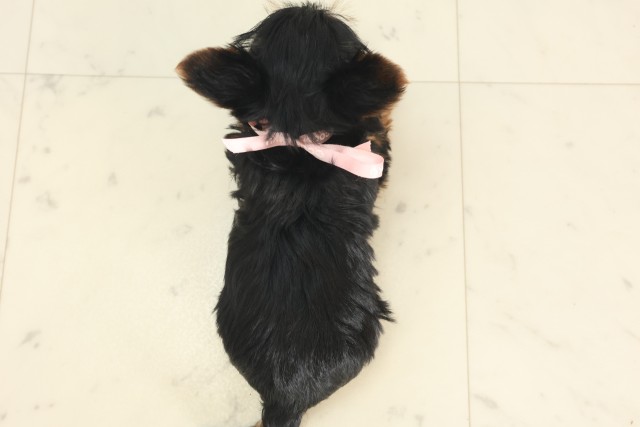 大阪府のヨークシャーテリア (Coo&RIKU枚方店/2025年5月17日生まれ/女の子/スチールブルータン)の子犬の4枚目の画像