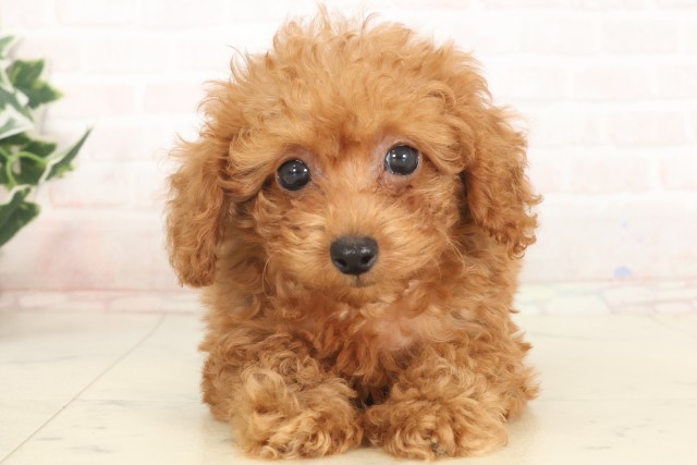 兵庫県のトイプードル(トイ) (Coo&RIKU丹波店/2025年5月12日生まれ/男の子/アプリコット)の子犬の1枚目の画像