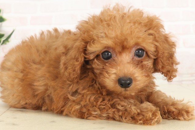 兵庫県のトイプードル(トイ) (Coo&RIKU丹波店/2025年5月12日生まれ/男の子/アプリコット)の子犬の2枚目の画像