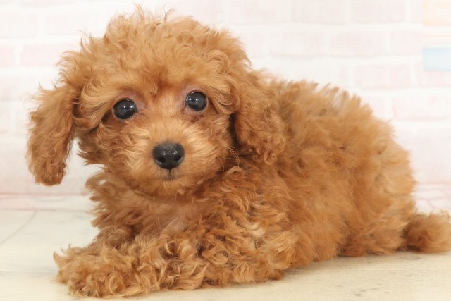 兵庫県のトイプードル(トイ) (Coo&RIKU丹波店/2025年5月12日生まれ/男の子/アプリコット)の子犬の3枚目の画像