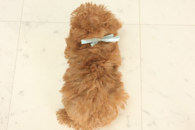 兵庫県のトイプードル(トイ) (Coo&RIKU丹波店/2025年5月12日生まれ/男の子/アプリコット)の子犬の4枚目の画像