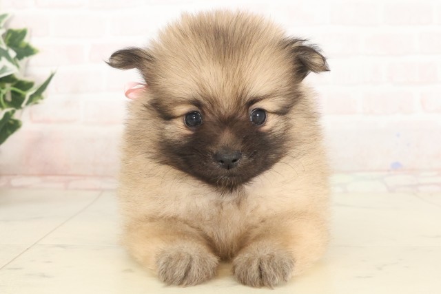 広島県のポメラニアン (Coo&RIKU福山店/2025年5月16日生まれ/女の子/オレンジセーブル)の子犬の1枚目の画像