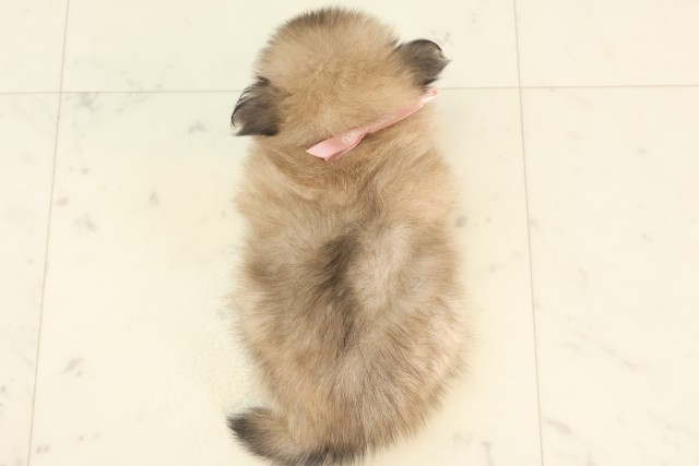 広島県のポメラニアン (Coo&RIKU福山店/2025年5月16日生まれ/女の子/オレンジセーブル)の子犬の4枚目の画像