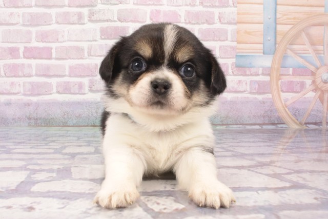 大阪府のハーフ犬・ミックス犬 (Coo&RIKU梅田店/2025年5月16日生まれ/男の子/トライカラー)の子犬の1枚目の画像