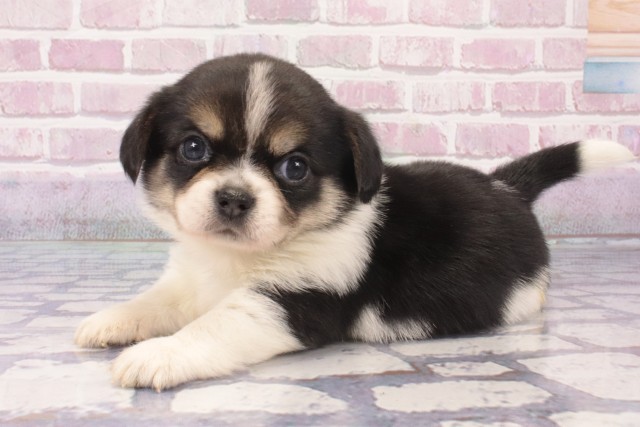 大阪府のハーフ犬・ミックス犬 (Coo&RIKU梅田店/2025年5月16日生まれ/男の子/トライカラー)の子犬の2枚目の画像