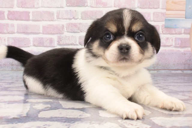 大阪府のハーフ犬・ミックス犬 (Coo&RIKU梅田店/2025年5月16日生まれ/男の子/トライカラー)の子犬の3枚目の画像