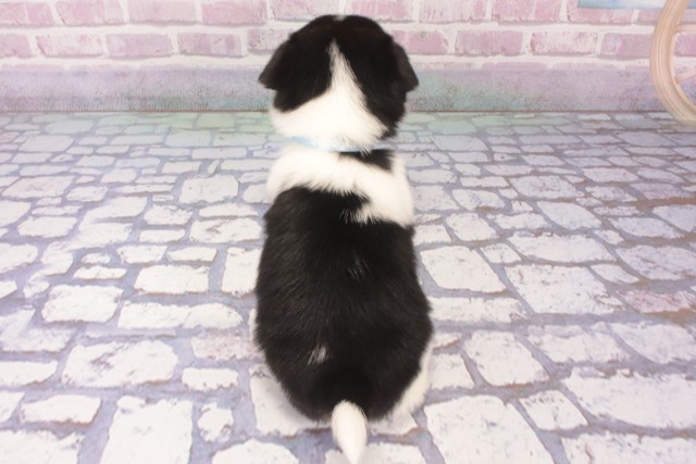 大阪府のハーフ犬・ミックス犬 (Coo&RIKU梅田店/2025年5月16日生まれ/男の子/トライカラー)の子犬の4枚目の画像