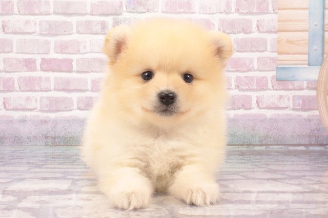 大阪府のポメラニアン (Coo&RIKU茶屋町店/2025年5月18日生まれ/男の子/クリーム)の子犬の1枚目の画像