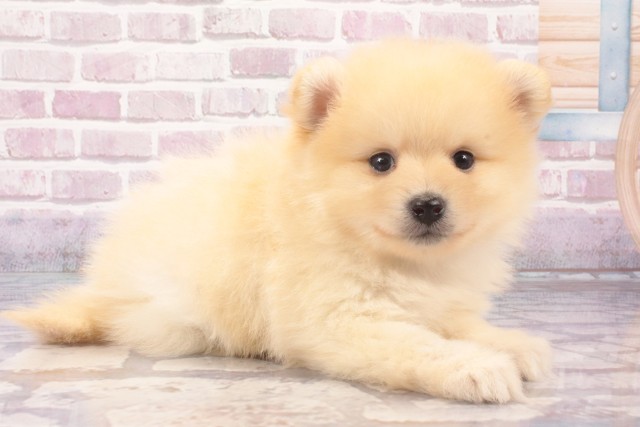 大阪府のポメラニアン (Coo&RIKU茶屋町店/2025年5月18日生まれ/男の子/クリーム)の子犬の2枚目の画像
