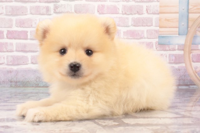 大阪府のポメラニアン (Coo&RIKU茶屋町店/2025年5月18日生まれ/男の子/クリーム)の子犬の3枚目の画像