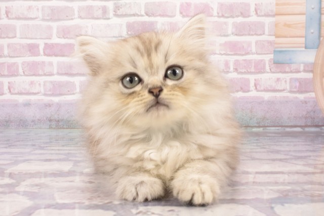 大阪府のサイベリアン (Coo&RIKU天王寺店/2025年5月12日生まれ/男の子/シルバータビー)の子猫の1枚目の画像