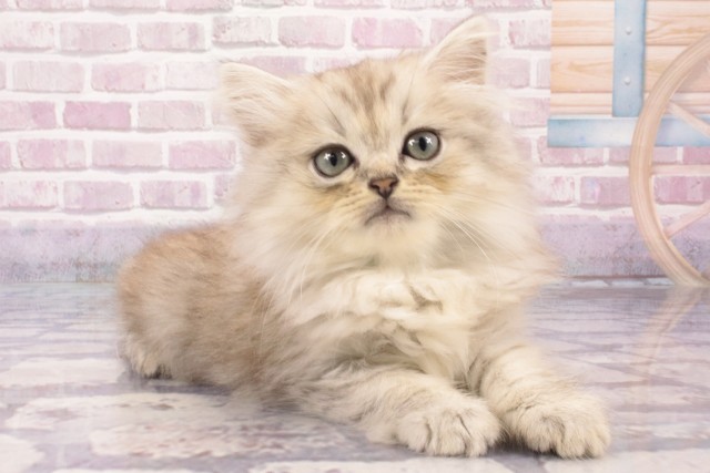 大阪府のサイベリアン (Coo&RIKU天王寺店/2025年5月12日生まれ/男の子/シルバータビー)の子猫の2枚目の画像