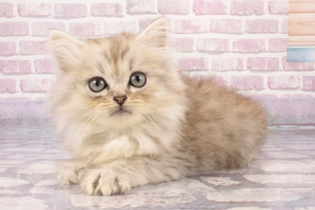 大阪府のサイベリアン (Coo&RIKU天王寺店/2025年5月12日生まれ/男の子/シルバータビー)の子猫の3枚目の画像