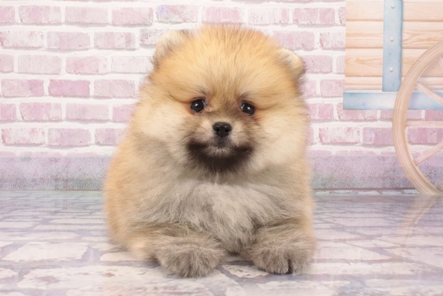 京都府のポメラニアン (Coo&RIKU京都河原町店/2025年5月18日生まれ/男の子/オレンジ)の子犬の1枚目の画像