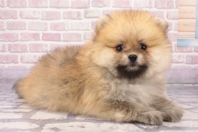 京都府のポメラニアン (Coo&RIKU京都河原町店/2025年5月18日生まれ/男の子/オレンジ)の子犬の2枚目の画像