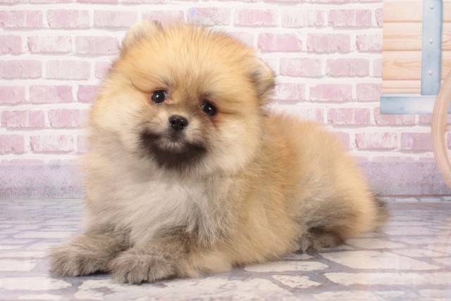 京都府のポメラニアン (Coo&RIKU京都河原町店/2025年5月18日生まれ/男の子/オレンジ)の子犬の3枚目の画像