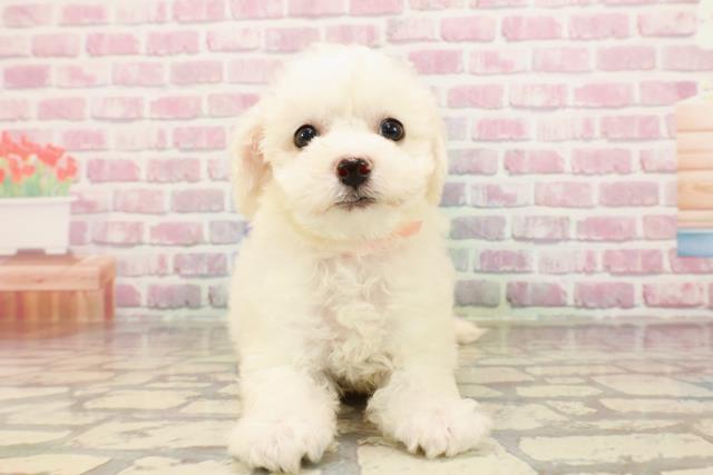 北海道のビションフリーゼ (Coo&RIKU北見店/2025年5月18日生まれ/女の子/ホワイト)の子犬の1枚目の画像