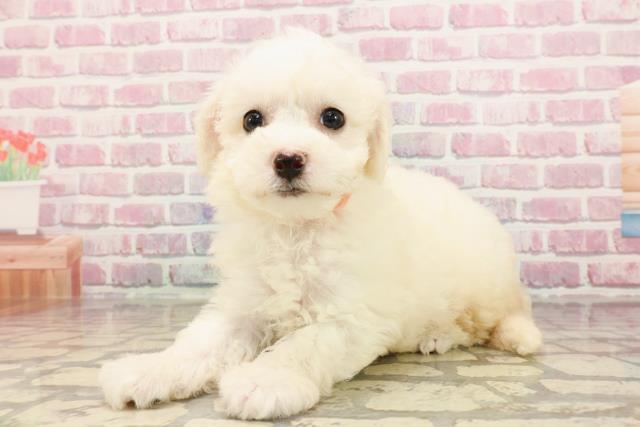 北海道のビションフリーゼ (Coo&RIKU北見店/2025年5月18日生まれ/女の子/ホワイト)の子犬の2枚目の画像