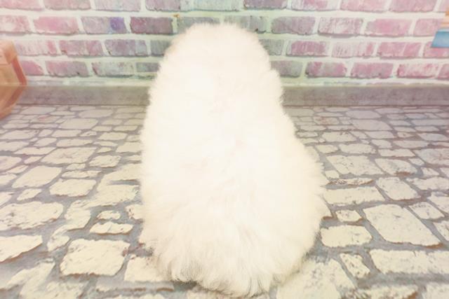 北海道のビションフリーゼ (Coo&RIKU北見店/2025年5月18日生まれ/女の子/ホワイト)の子犬の4枚目の画像