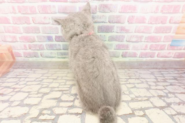 埼玉県のシャルトリュー (Coo&RIKUアニマルケアセンター大宮/2025年5月18日生まれ/女の子/ブルー)の子猫の4枚目の画像